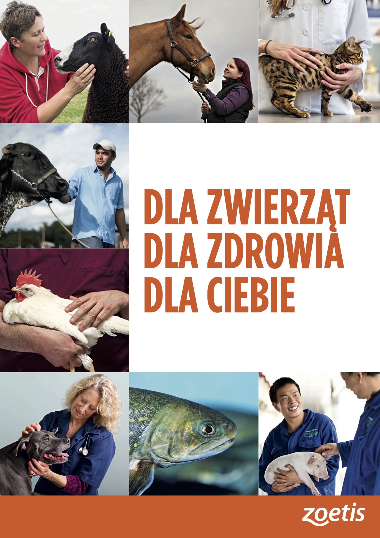Broszura korporacyjna